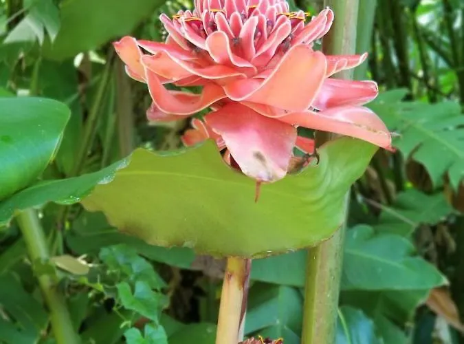 Ecoscape Jamaica - By The River Holiday home *
