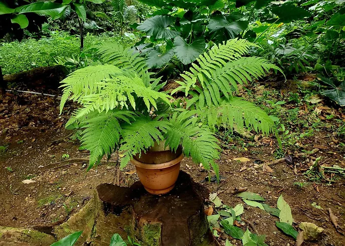 Ecoscape Jamaica - By The River * Ocho Rios